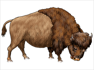 Bison 1