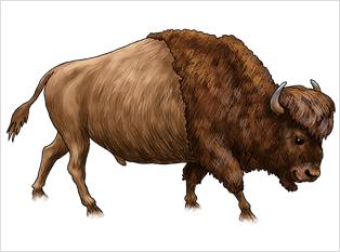 Bison 2